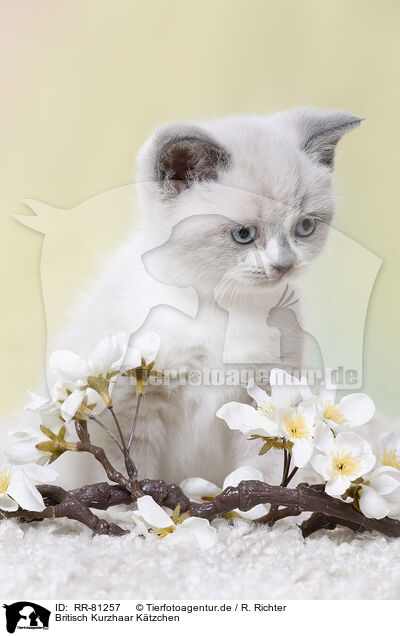 Britisch Kurzhaar Ktzchen / British Shorthair Kitten / RR-81257