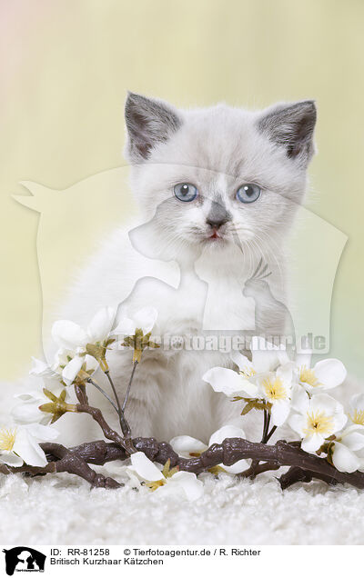Britisch Kurzhaar Ktzchen / British Shorthair Kitten / RR-81258
