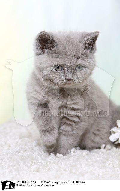 Britisch Kurzhaar Ktzchen / British Shorthair Kitten / RR-81263