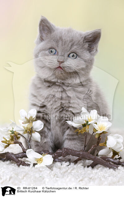 Britisch Kurzhaar Ktzchen / British Shorthair Kitten / RR-81264
