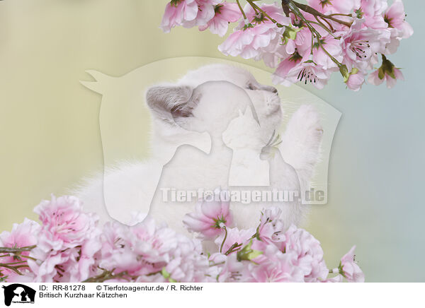 Britisch Kurzhaar Ktzchen / British Shorthair Kitten / RR-81278