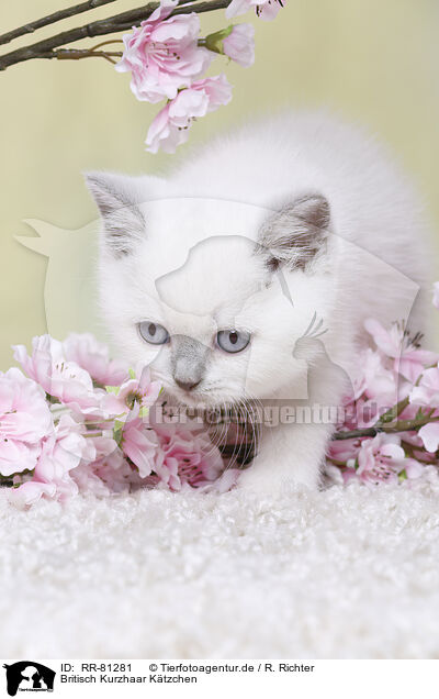 Britisch Kurzhaar Ktzchen / British Shorthair Kitten / RR-81281