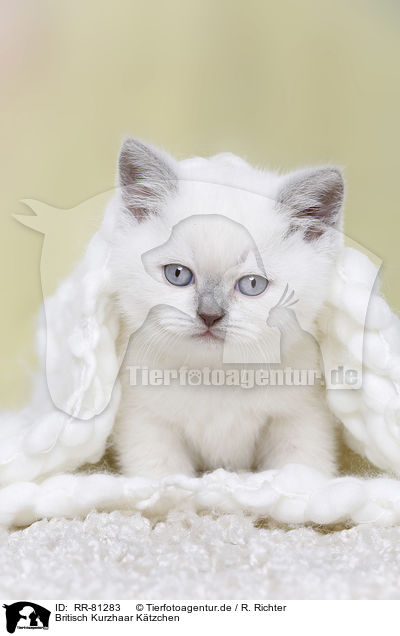 Britisch Kurzhaar Ktzchen / British Shorthair Kitten / RR-81283