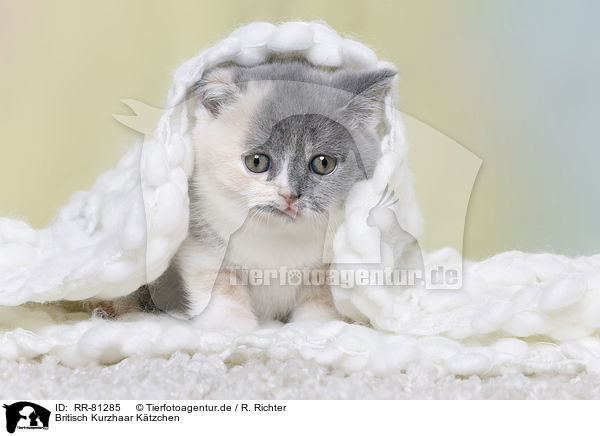 Britisch Kurzhaar K�tzchen / British Shorthair Kitten / RR-81285