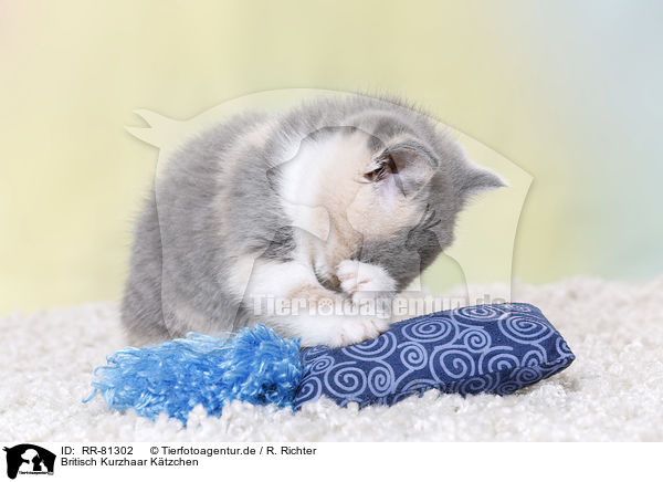 Britisch Kurzhaar Ktzchen / British Shorthair Kitten / RR-81302