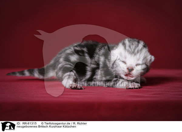 neugeborenes Britisch Kurzhaar Ktzchen / newborn british shorthair kitten / RR-81315