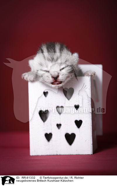 neugeborenes Britisch Kurzhaar Ktzchen / newborn british shorthair kitten / RR-81332