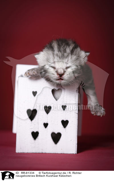neugeborenes Britisch Kurzhaar Ktzchen / newborn british shorthair kitten / RR-81334