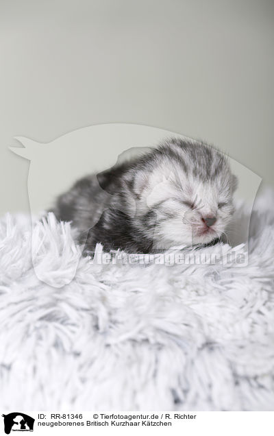 neugeborenes Britisch Kurzhaar Ktzchen / newborn british shorthair kitten / RR-81346