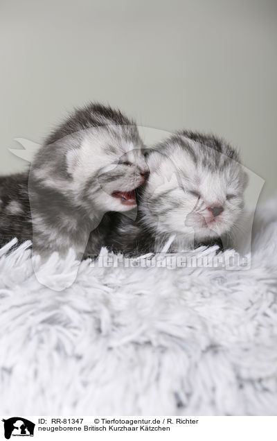 neugeborene Britisch Kurzhaar Ktzchen / newborn british shorthair kittens / RR-81347