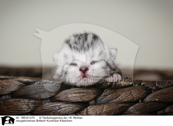 neugeborenes Britisch Kurzhaar Ktzchen / newborn british shorthair kitten / RR-81370