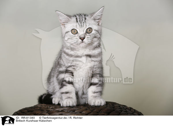 Britisch Kurzhaar Ktzchen / British Shorthair Kitten / RR-81380