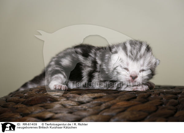 neugeborenes Britisch Kurzhaar Ktzchen / newborn british shorthair kitten / RR-81409