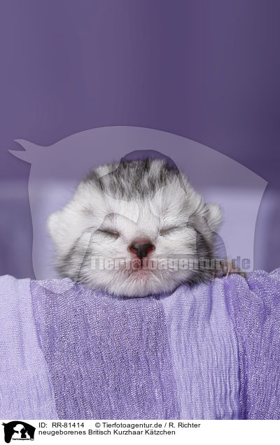 neugeborenes Britisch Kurzhaar Ktzchen / newborn british shorthair kitten / RR-81414
