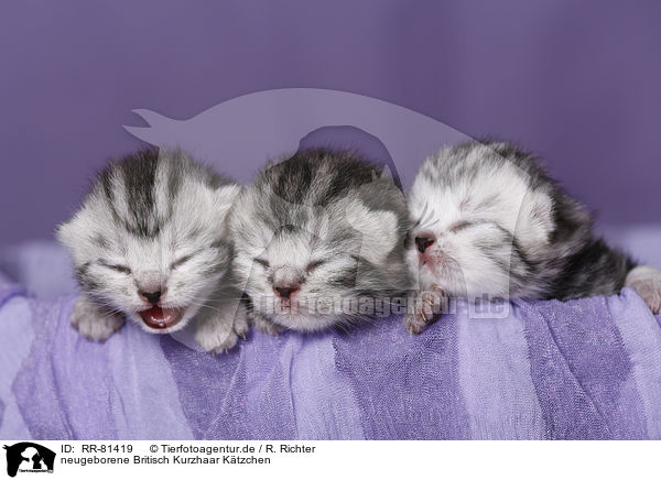 neugeborene Britisch Kurzhaar Ktzchen / newborn british shorthair kittens / RR-81419