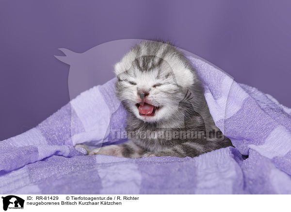 neugeborenes Britisch Kurzhaar Ktzchen / newborn british shorthair kitten / RR-81429