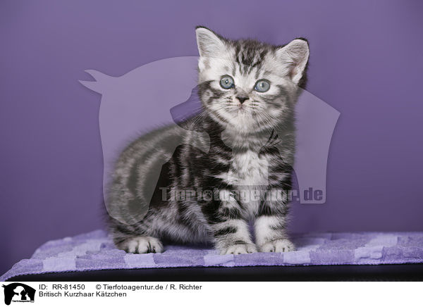 Britisch Kurzhaar Ktzchen / British Shorthair Kitten / RR-81450