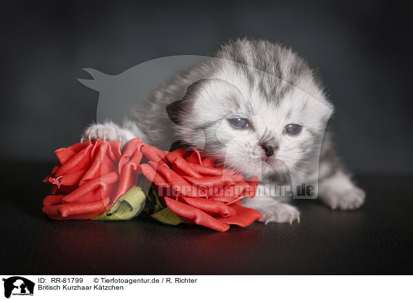 Britisch Kurzhaar Ktzchen / British Shorthait Kitten / RR-81799