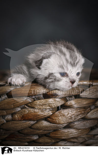 Britisch Kurzhaar Ktzchen / British Shorthait Kitten / RR-81810
