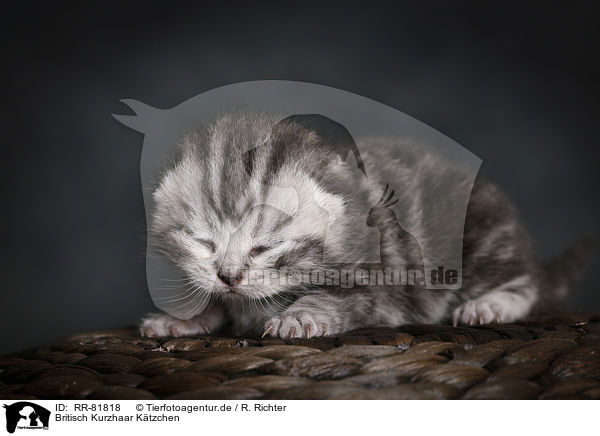 Britisch Kurzhaar Ktzchen / British Shorthait Kitten / RR-81818