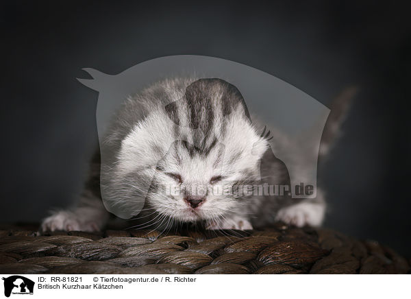 Britisch Kurzhaar Ktzchen / British Shorthait Kitten / RR-81821