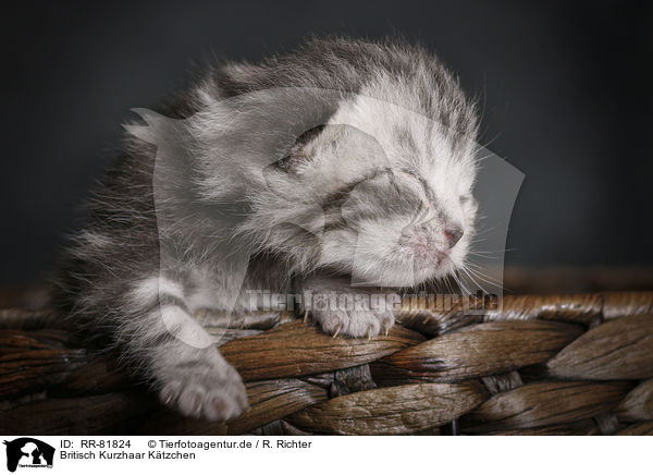 Britisch Kurzhaar Ktzchen / British Shorthait Kitten / RR-81824