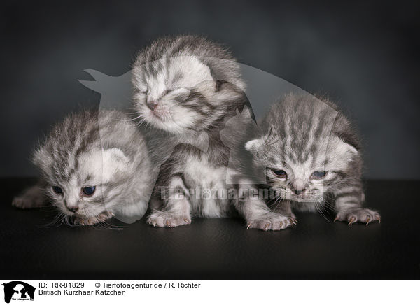 Britisch Kurzhaar Ktzchen / British Shorthait Kitten / RR-81829
