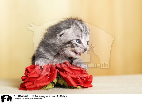 Britisch Kurzhaar Ktzchen / British Shorthait Kitten / RR-81840