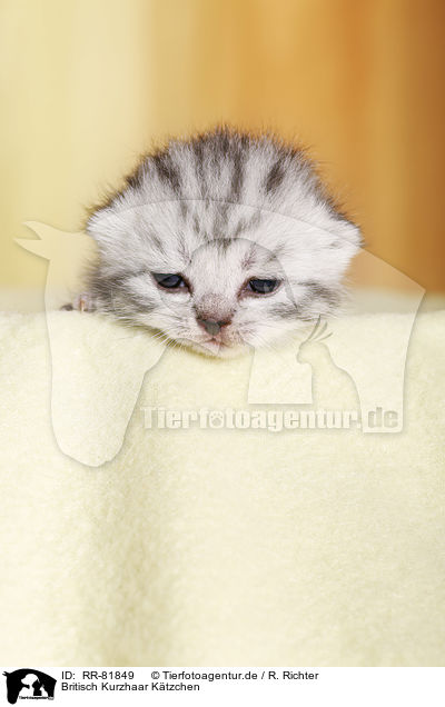Britisch Kurzhaar Ktzchen / British Shorthait Kitten / RR-81849