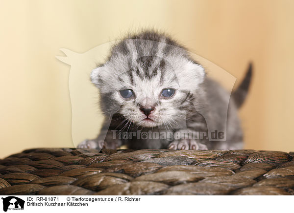 Britisch Kurzhaar Ktzchen / British Shorthait Kitten / RR-81871