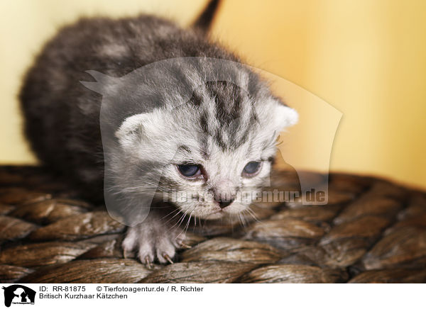 Britisch Kurzhaar Ktzchen / British Shorthait Kitten / RR-81875