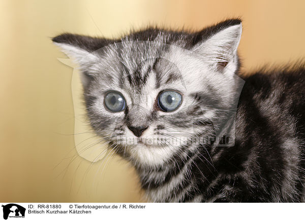 Britisch Kurzhaar Ktzchen / British Shorthair kitten / RR-81880