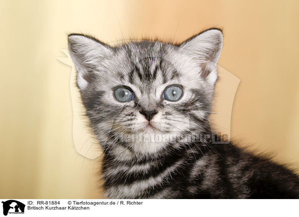 Britisch Kurzhaar Ktzchen / British Shorthair kitten / RR-81884