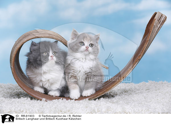 Britisch Langhaar und Britisch Kurzhaar Ktzchen / Highlander and British Shorthair Kitten / RR-81903