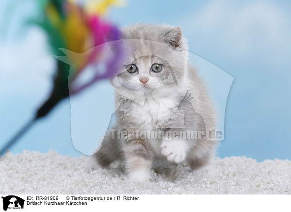 Britisch Kurzhaar Ktzchen / British Shorthair Kitten / RR-81909