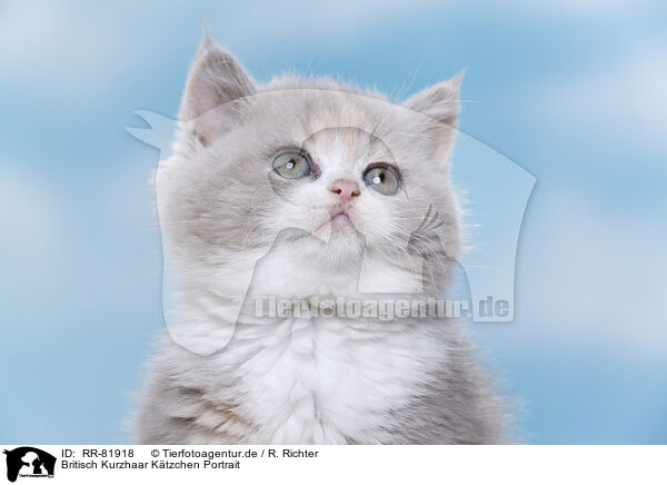 Britisch Kurzhaar Ktzchen Portrait / British Shorthair kitten portrait / RR-81918