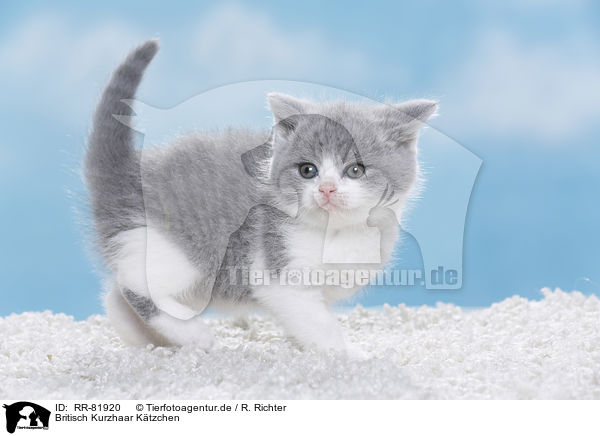 Britisch Kurzhaar Ktzchen / British Shorthair Kitten / RR-81920