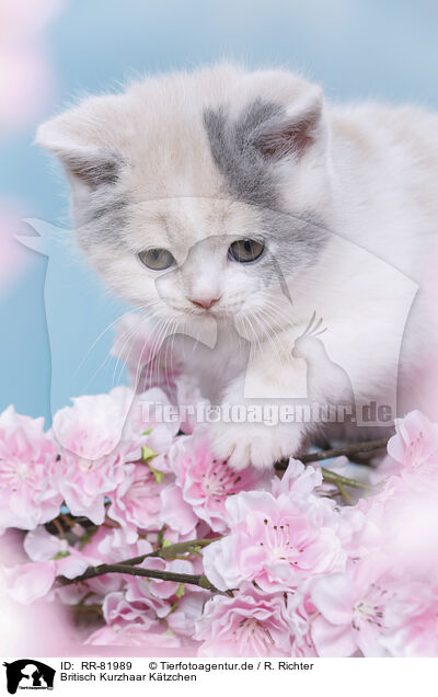 Britisch Kurzhaar K�tzchen / British Shorthair Kitten / RR-81989