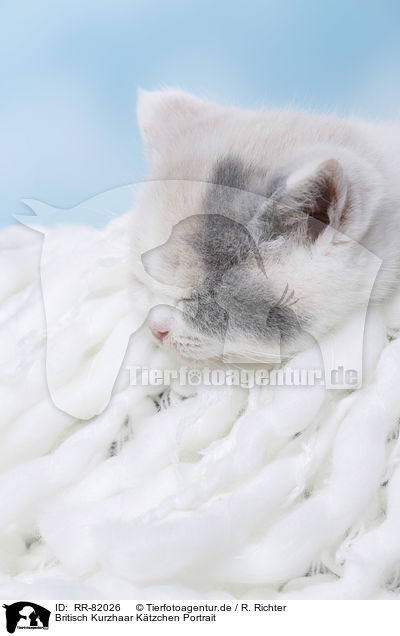 Britisch Kurzhaar Ktzchen Portrait / British Shorthair kitten portrait / RR-82026