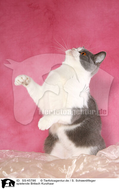 spielende Britisch Kurzhaar / playing British Shorthair / SS-45786