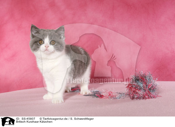 Britisch Kurzhaar Ktzchen / British Shorthair Kitten / SS-45807