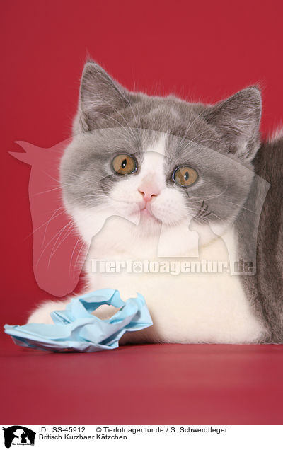 Britisch Kurzhaar K�tzchen / British Shorthair Kitten / SS-45912