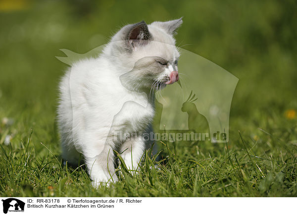 Britisch Kurzhaar Ktzchen im Grnen / British Shorthair Kitten in the countryside / RR-83178