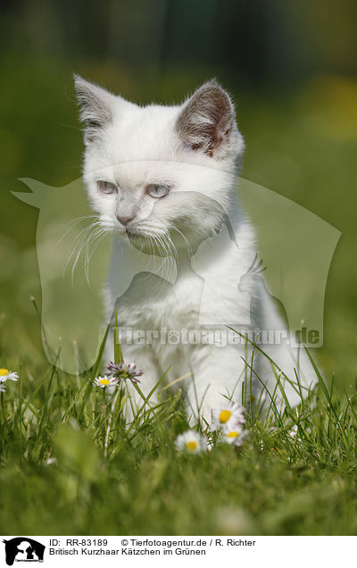 Britisch Kurzhaar Ktzchen im Grnen / British Shorthair Kitten in the countryside / RR-83189