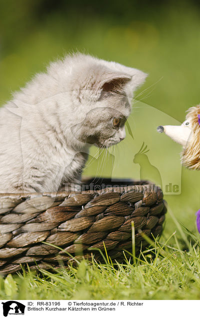 Britisch Kurzhaar Ktzchen im Grnen / British Shorthair Kitten in the countryside / RR-83196