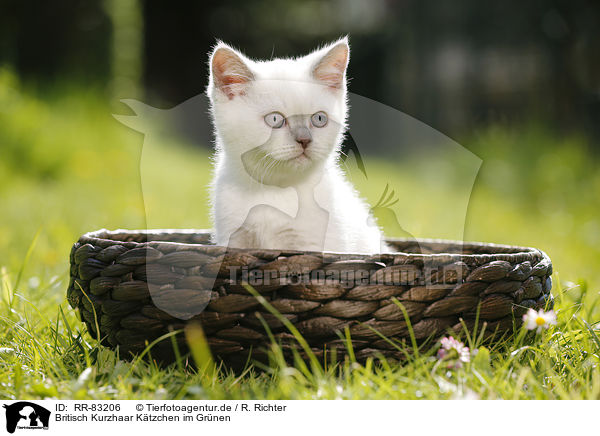 Britisch Kurzhaar Ktzchen im Grnen / British Shorthair Kitten in the countryside / RR-83206