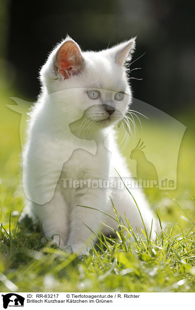 Britisch Kurzhaar Ktzchen im Grnen / British Shorthair Kitten in the countryside / RR-83217