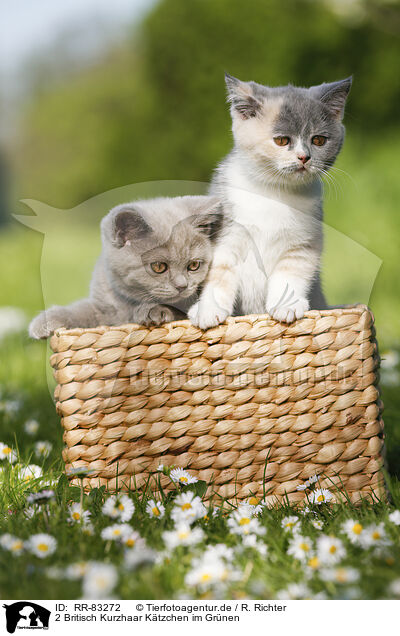 2 Britisch Kurzhaar K�tzchen im Gr�nen / RR-83272