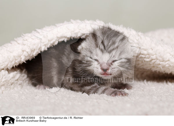 Britisch Kurzhaar Baby / British Shorthair Baby / RR-83969