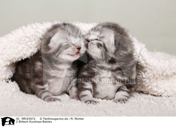 2 Britisch Kurzhaar Babies / 2 British Shorthair Babies / RR-83972